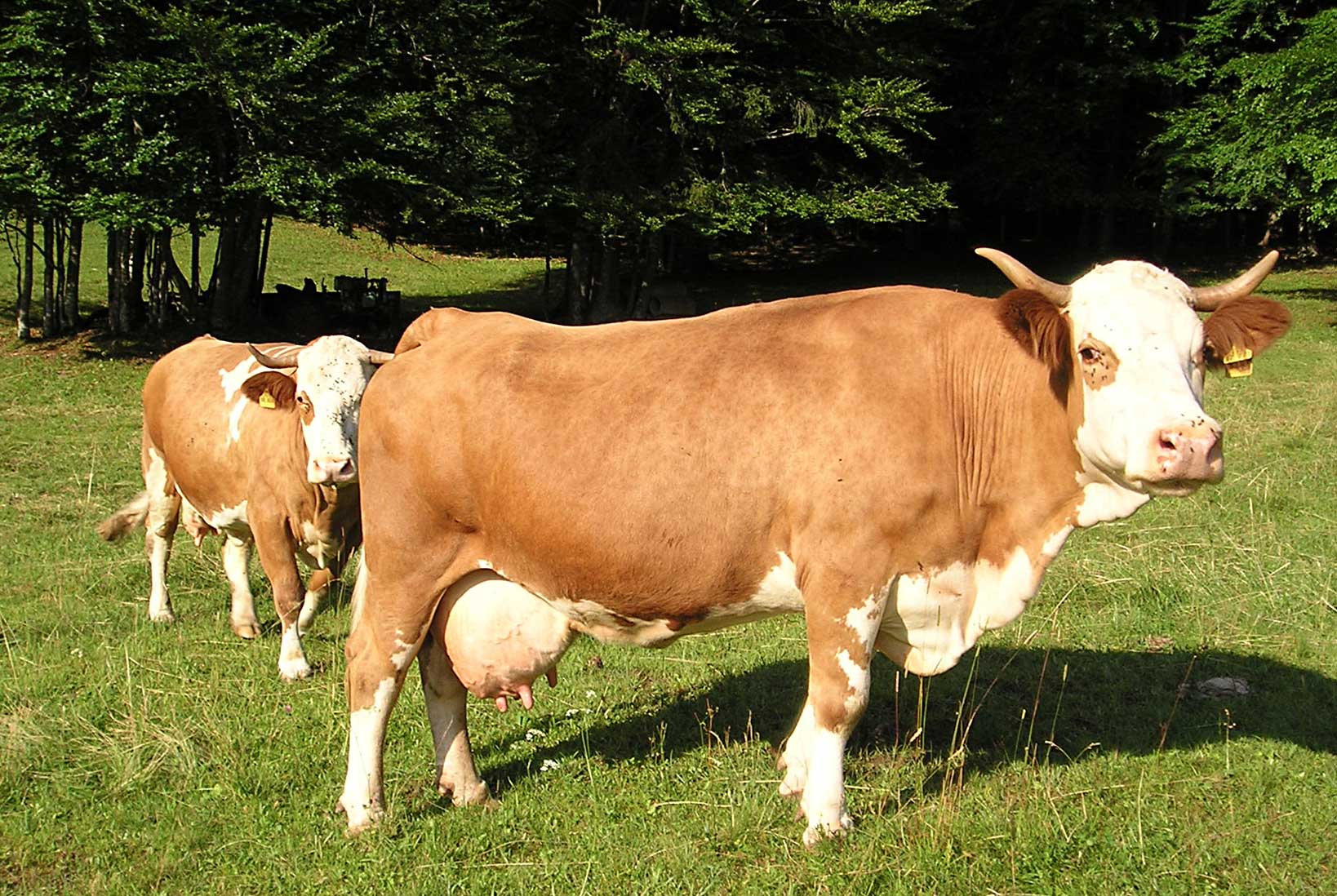 Stoecklhof-Bauernhofeis-Milch-02